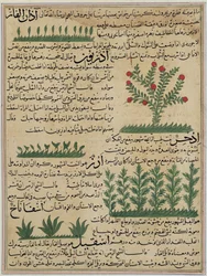 Ms E-7 fol. 142b Botanical plants, illustration from 